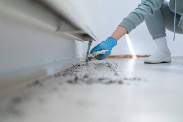 Pest Prevention Services in Woodlawn, OH